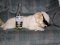 Pet of the Week!