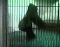 Dancing Gorilla: Just Add Water