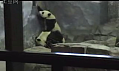 Pandas: Cute And Smart!