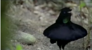 One Weird Bird