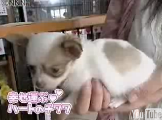 Cute Alert: Heart-Shaped Chihuahua Pup Video