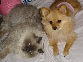 Pets of the Week