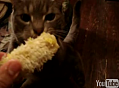 Another Corny Cat