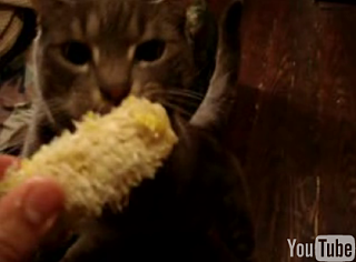 Another Corny Cat