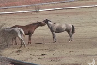 Hot Horse On Horse Action!