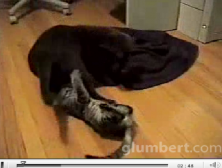 Rumble In The Jungle: Puppy Vs. Kitten