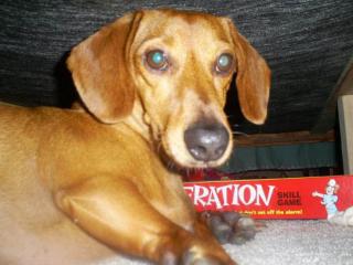 Pet of the Week