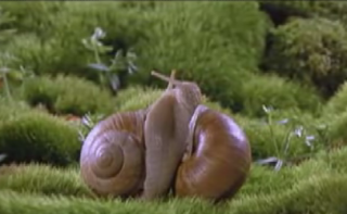 Snails Get It On