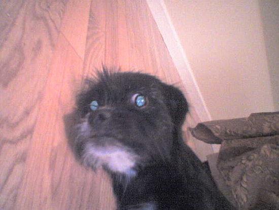 Puccadog.preview Puccadog.preview