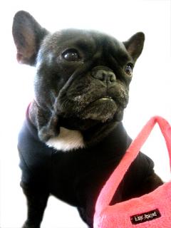 Cute Alert: Annabelle And Her Purse