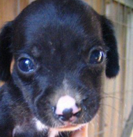 Cute Alert: Baby Puppy