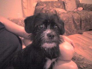 Pet of the Week