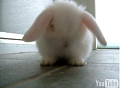 Cute Alert: Baby Bunny Grooming