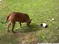 Pit Bull Loves Guinea Pig