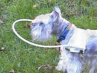 Product of the Day: A Cane For Blind Dogs