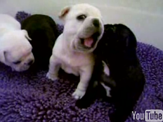 Cute Alert: French Bulldog Pups!