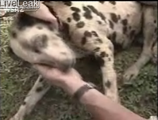 Cute Alert: Dog Buried Alive Is Saved!