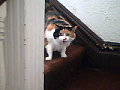 Pet of the Week