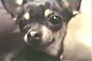 Demon Dog
