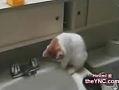 Cats Doin' Stuff
