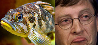 Sturgeon Face: It's Not Pretty