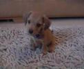 Cute Alert: Miniature Dachshund Puppy