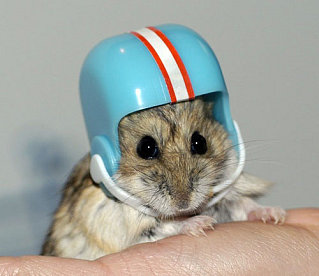 Cute Alert: Hamster Helmet