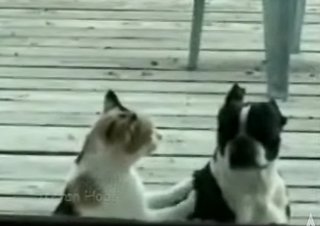 Crazy Doggers (Plus One Cat) At It Again!