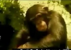 Monkey Business