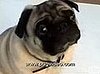 Do You Like Pugs?