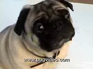 Do You Like Pugs?