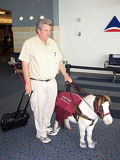 Cute Alert: Miniature Guide Horse