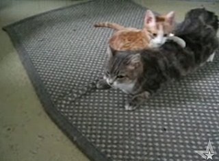 House Cats Fight to House Music