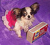 Cute Alert: Boo Boo, The World's Smallest Dog