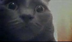 300—Now with Cats! 300—Now with Cats!
