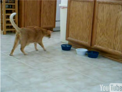 What's In That Bowl?