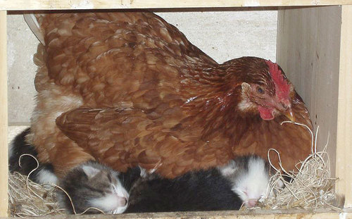 Funny Farm