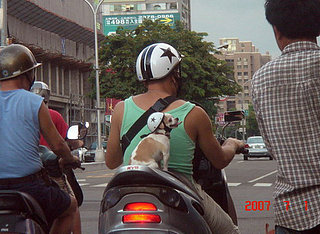 Cute Alert: Chihuahua on a Motorbike