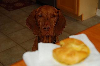Pet of the Week