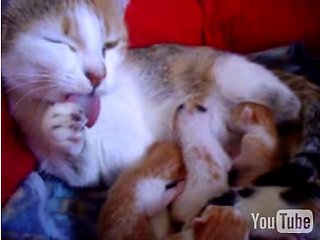 Happy Caturday!