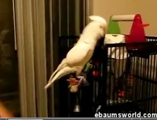 Cockatoo Busts Some Wild Moves...