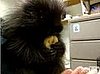 Cute Alert: Hiccuping Baby Porcupine