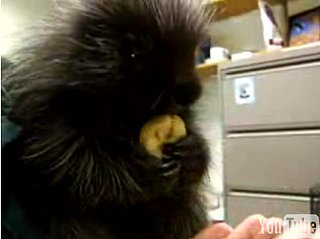 Cute Alert: Hiccuping Baby Porcupine