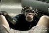 Trunk Monkey Saves the Day!