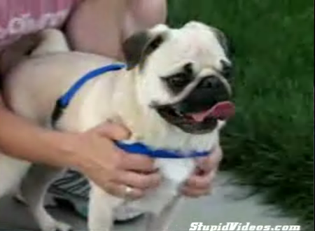 Screaming Pug Rocket!