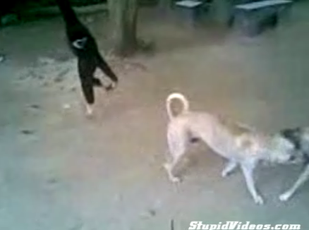 Dudes+ Gibbon + Dogs = Fun