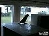 Techno Parrot