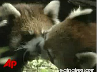 Cute Alert: Kissing Red Pandas!