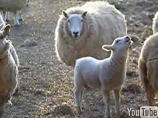 Singing Sheep Has an Announcement to Make...