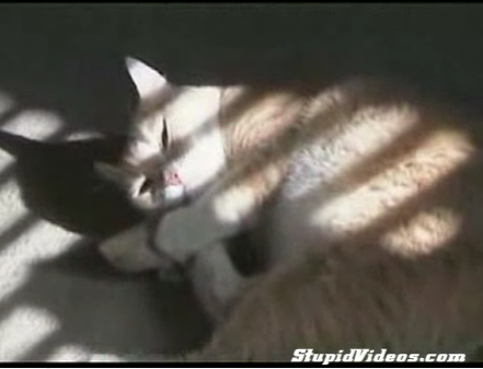 French Cat Loves Him Some Catnip